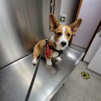 Liberty Animal Clinic ico