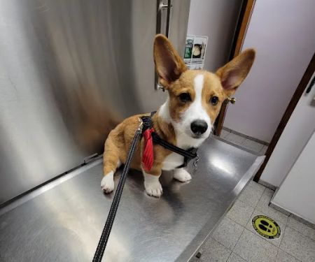 Liberty Animal Clinic