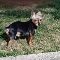 Glendale Veterinary Clinic ico