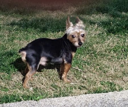 Glendale Veterinary Clinic