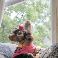 Howard Beach Animal Clinic PC ico