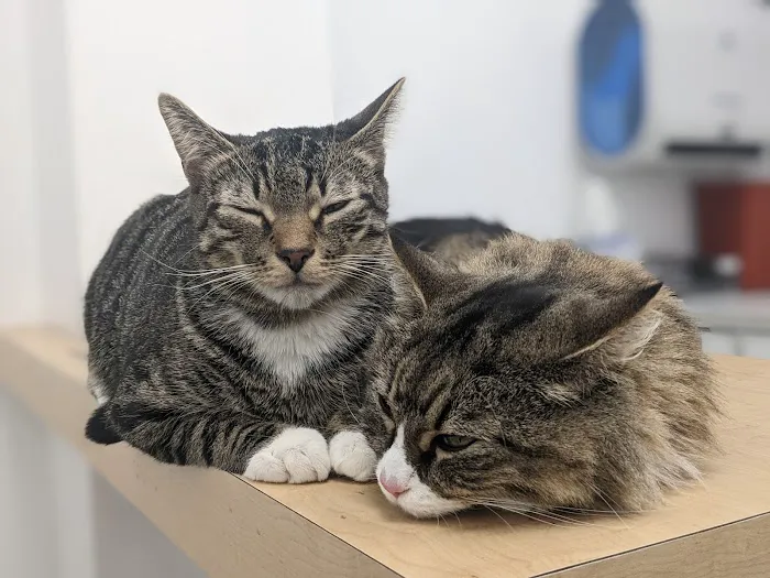 Bushwick Veterinary Center Picture 7