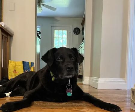 Valley Cottage Animal Hospital