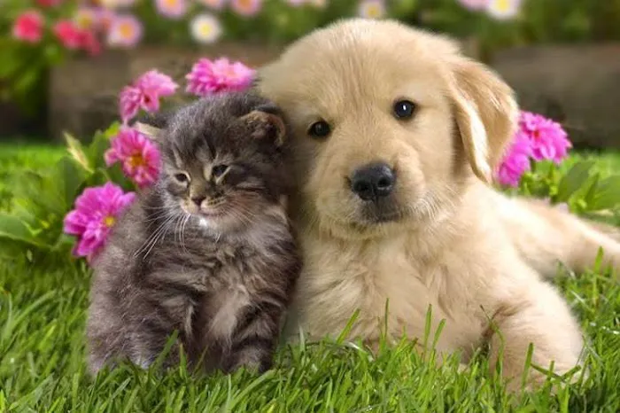 Valley Cottage Animal Hospital Picture 8