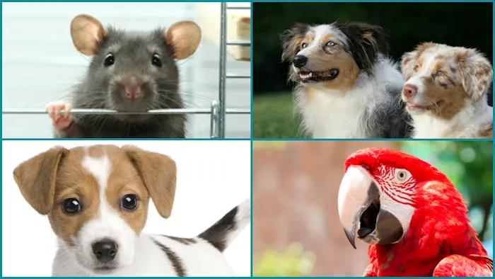 Valley Cottage Animal Hospital Picture 10