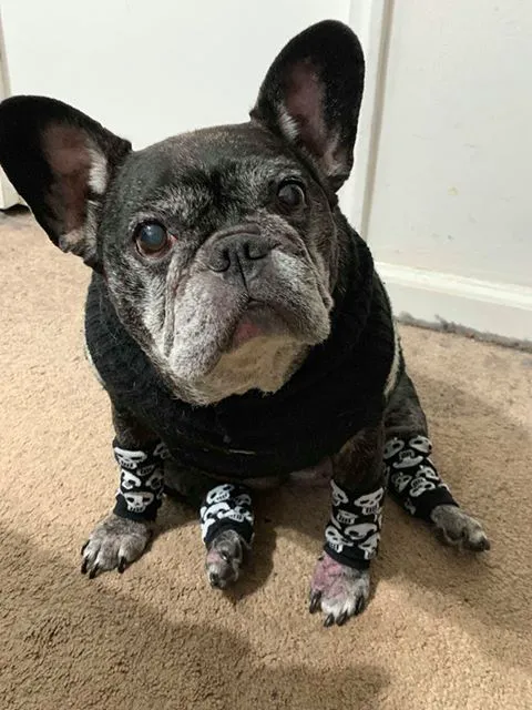 Sleepy Hollow Animal Hospital Picture 5