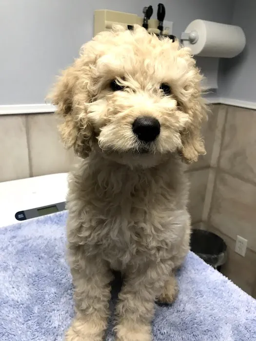 Sleepy Hollow Animal Hospital Picture 3