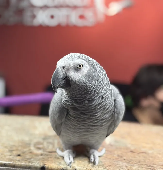 Veterinary Center for Birds & Exotics Picture 2