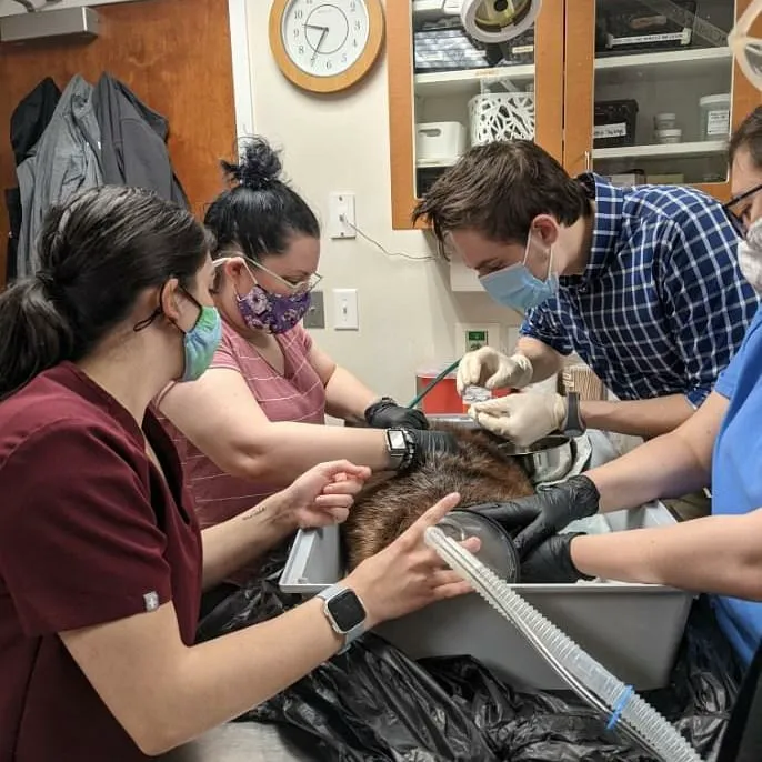 Veterinary Center for Birds & Exotics Picture 7