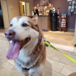 Katonah Bedford Veterinary Center