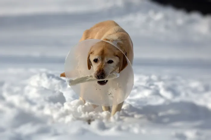 Katonah Bedford Veterinary Center Picture 10