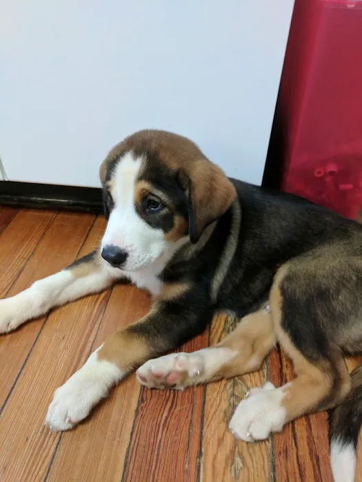 Middlebranch Veterinary Picture 2