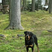 Veterinary Care of Mt Pleasant ico