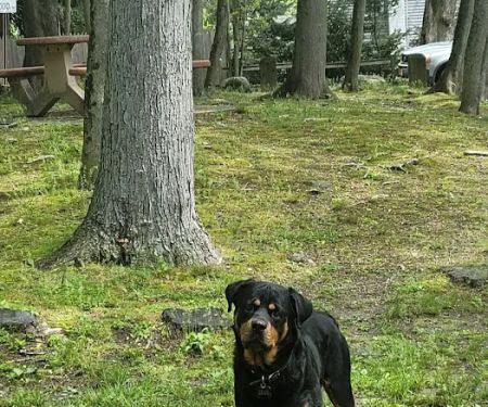 Veterinary Care of Mt Pleasant