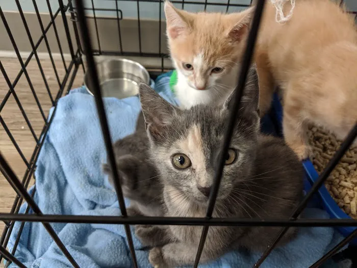 Veterinary Care of Mt Pleasant Picture 5
