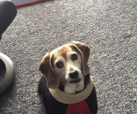 Pleasantville Animal Hospital