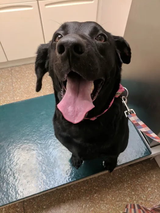 Pleasantville Animal Hospital Picture 7