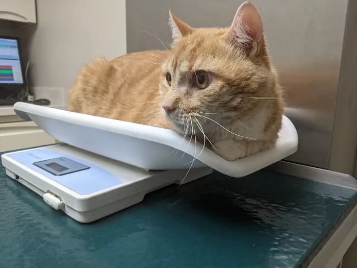 Pleasantville Animal Hospital Picture 6