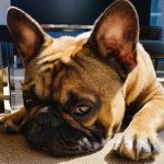 Hudson Valley Veterinary Dermatology - Westchester
