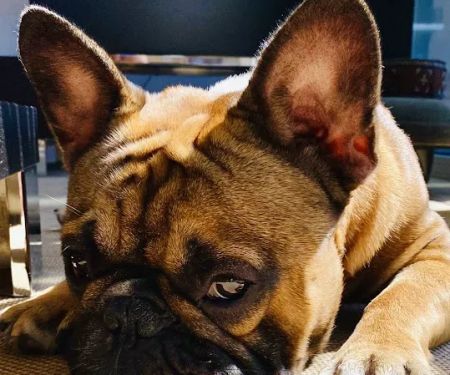 Hudson Valley Veterinary Dermatology - Westchester