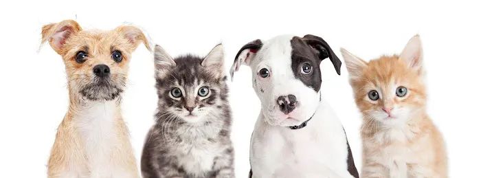 Hudson Valley Veterinary Dermatology - Westchester Picture 9