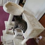 Thornwood Animal Hospital