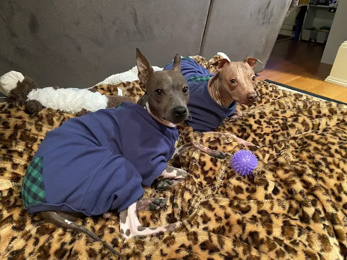 Healing Paws Veterinary Center Picture 5