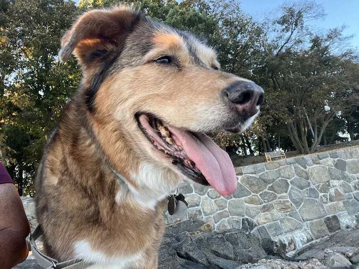 Healing Paws Veterinary Center Picture 2