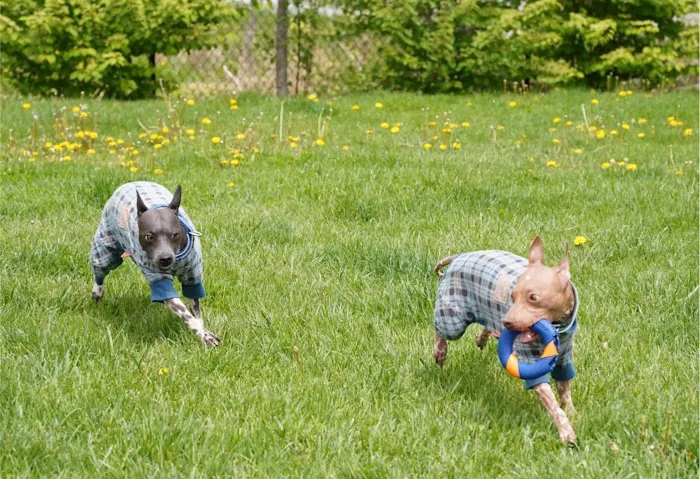 Healing Paws Veterinary Center Picture 3