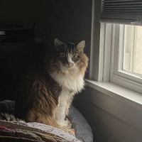VCA Mount Kisco Veterinary Clinic ico