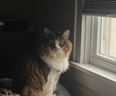 VCA Mount Kisco Veterinary Clinic