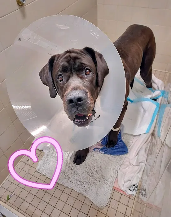 VCA Mount Kisco Veterinary Clinic Picture 8