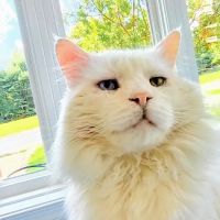 Diamond Veterinary Hospital ico