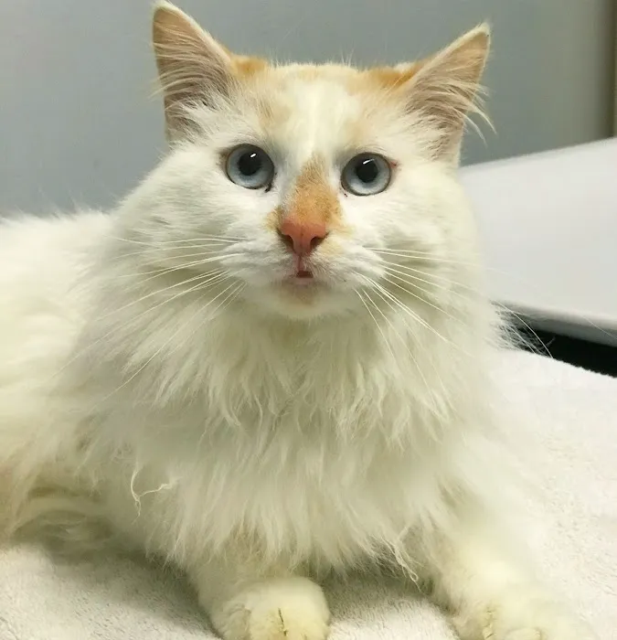Diamond Veterinary Hospital Picture 6
