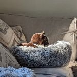PatterPaws Animal Hospital