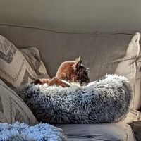 PatterPaws Animal Hospital ico