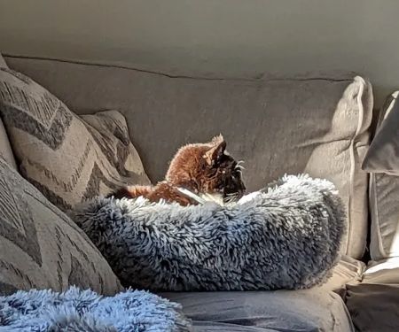 PatterPaws Animal Hospital