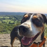 Roosevelt Veterinary Center ico