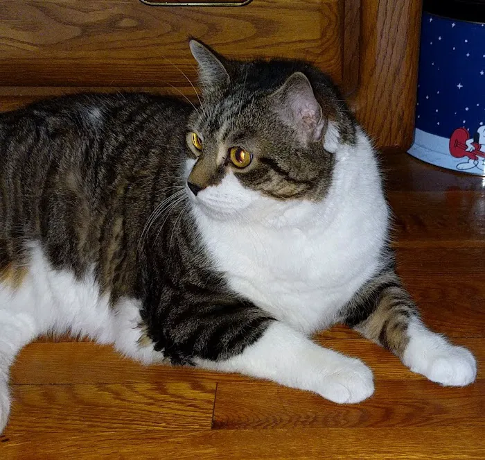 Roosevelt Veterinary Center Picture 5