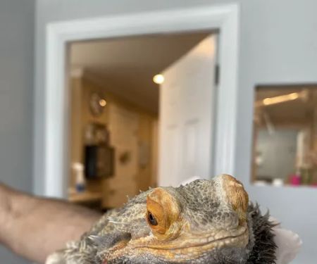 Southeast Animal Hospital