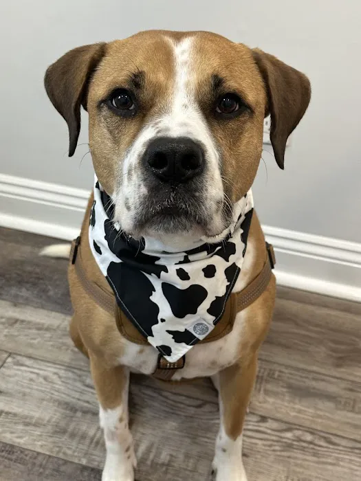 Southeast Animal Hospital Picture 10