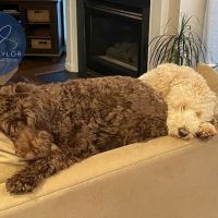 Kentlands Veterinary Hospital ico