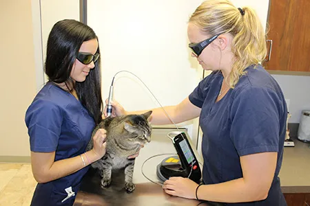 Kentlands Veterinary Hospital Picture 8