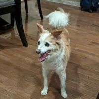 Banfield Pet Hospital ico