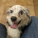 Banfield Pet Hospital
