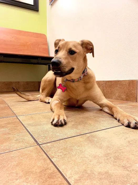 Banfield Pet Hospital Picture 6