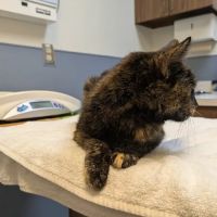 Beltsville Veterinary Hospital ico