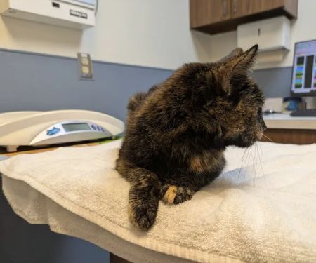 Beltsville Veterinary Hospital