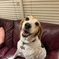 Kindness Animal Hospital ico