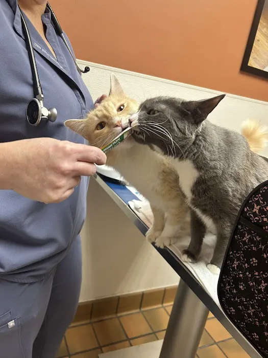 Kindness Animal Hospital Picture 4